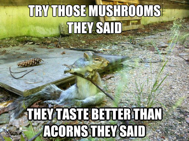 Try those mushrooms 
they said They taste better than acorns they said  Stoned Squirrel