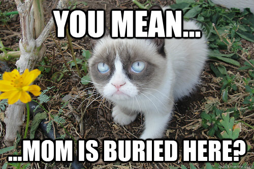 you mean... ...mom is buried here? - you mean... ...mom is buried here?  gRUMPY CAT FLOWER