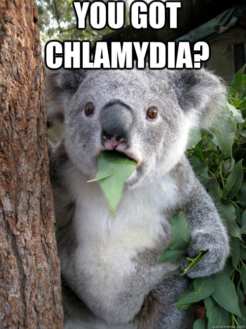 you got chlamydia?   koala bear
