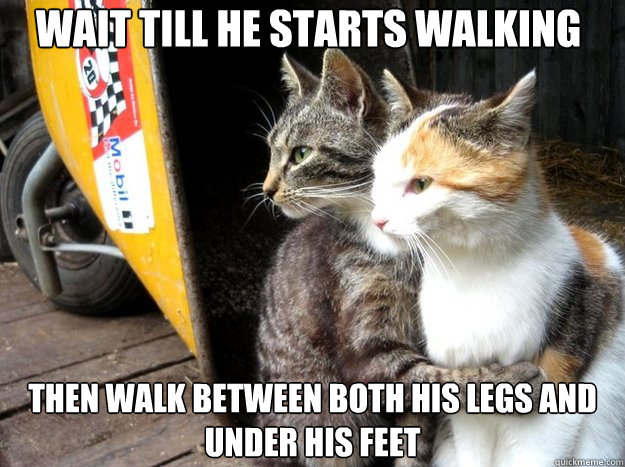 Wait till he starts walking then walk between both his legs and under his feet  Restraining Cat