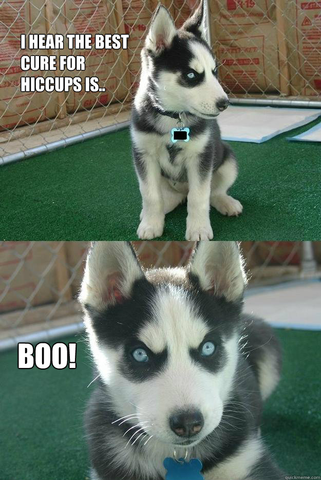 i hear the best cure for hiccups is.. BOO!  Insanity puppy