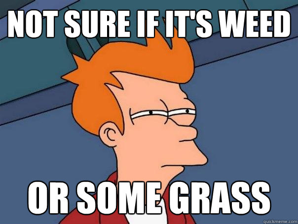 Not sure if it's weed or some grass - Not sure if it's weed or some grass  Futurama Fry