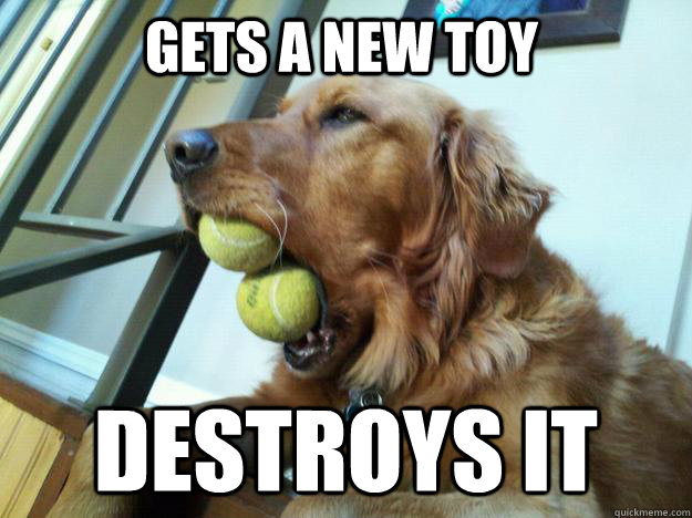 Gets a new toy Destroys it - Gets a new toy Destroys it  Doesnt Give A Shit Dog