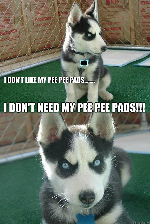 I don't like my PEE pee pads........ I don't need my Pee pee pads!!!  Insanity puppy
