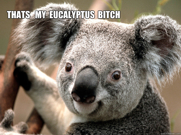 thats   my  eucalyptus  bitch  koala gangsta