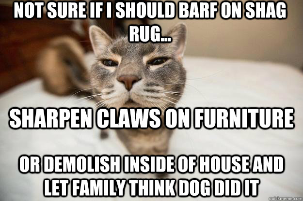 not sure if I should barf on shag rug...  or demolish inside of house and let family think dog did it Sharpen claws on furniture - not sure if I should barf on shag rug...  or demolish inside of house and let family think dog did it Sharpen claws on furniture  unsure cat