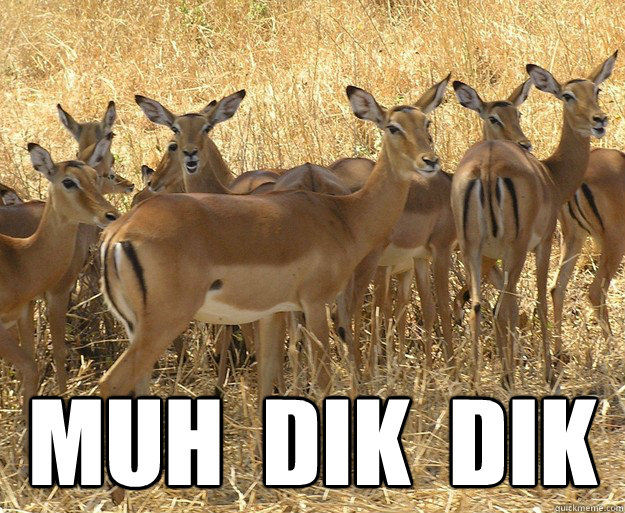  MUH  DIK  DIK    -  MUH  DIK  DIK     muhdikdiklol