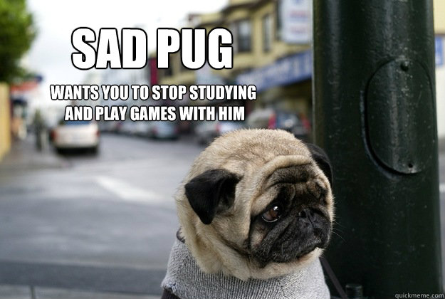 SAD PUG wants you to stop studying
 and play games with him  