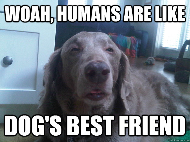 Woah, Humans are like dog's best friend  