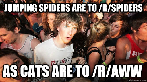 jumping spiders are to /r/spiders as cats are to /r/aww  Sudden Clarity Clarence