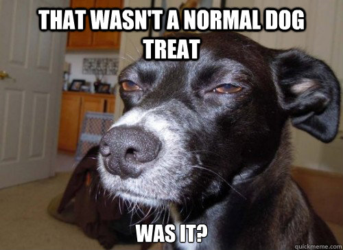 That wasn't a normal dog treat was it?  Suspicious Dog