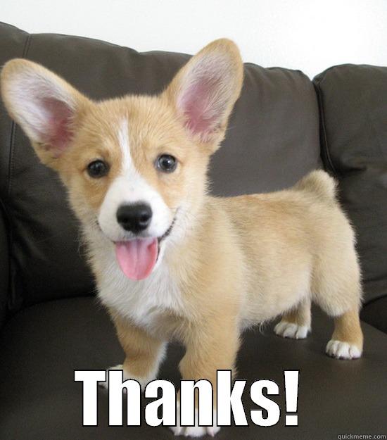 Happy corgi -  THANKS! Lawyer Dog