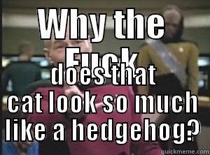 In response to the new competition facing the cats of reddit - WHY THE FUCK DOES THAT CAT LOOK SO MUCH LIKE A HEDGEHOG? Annoyed Picard