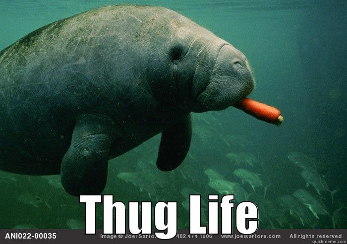  THUG LIFE Misc