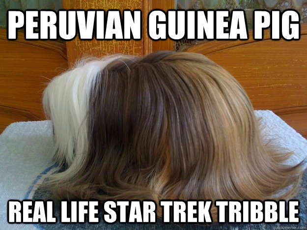 Peruvian Guinea Pig Real life Star Trek Tribble  Tribble