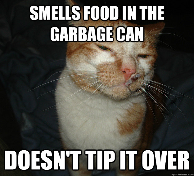 smells food in the garbage can doesn't tip it over  Cool Cat Craig