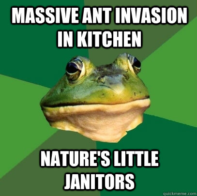 Massive ant invasion in kitchen Nature's little janitors  Foul Bachelor Frog