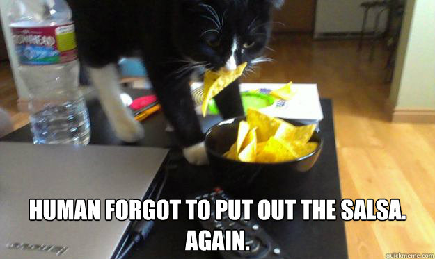 Human Forgot to Put Out the Salsa.
Again.  Rodrigo
