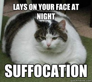 lays on your face at night suffocation  Fat Cat