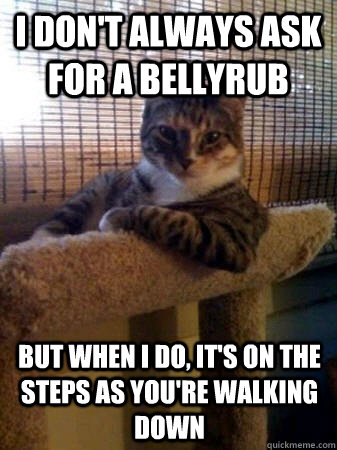 I don't always ask for a bellyrub but when I do, it's on the steps as you're walking down  The Most Interesting Cat in the World