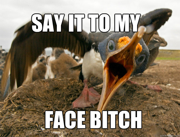 SAY IT TO MY  FACE BITCH - SAY IT TO MY  FACE BITCH  angry bird face
