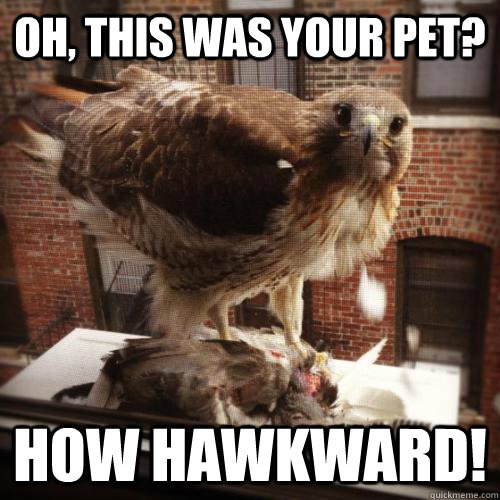 oh, this was your pet? HOW HAWKWARD!  