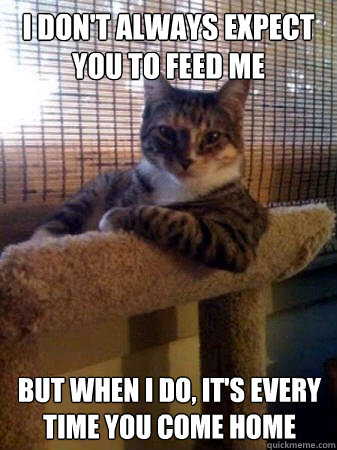 I don't always expect you to feed me but when I do, it's every time you come home  The Most Interesting Cat in the World