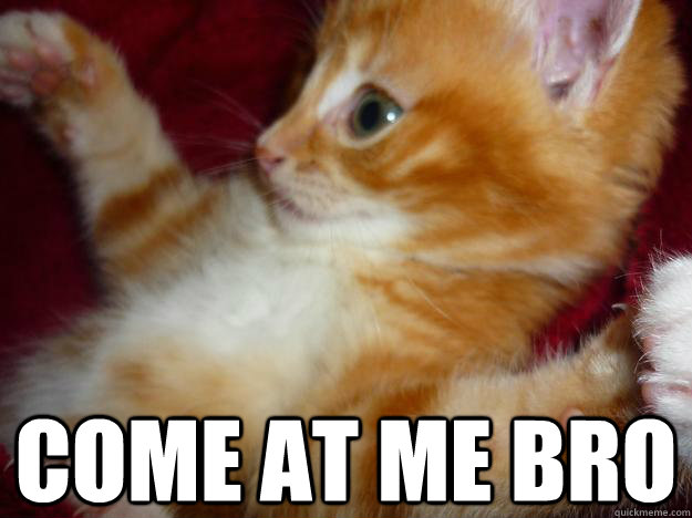 COME AT ME BRO - COME AT ME BRO  Badman cat
