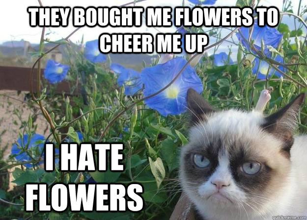 they bought me flowers to cheer me up i hate flowers - they bought me flowers to cheer me up i hate flowers  Cheer up grumpy cat