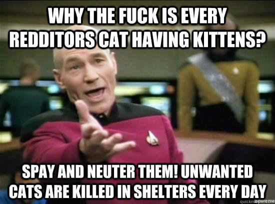 Why the fuck is every redditors cat having kittens? Spay and Neuter them! unwanted cats are killed in shelters every day - Why the fuck is every redditors cat having kittens? Spay and Neuter them! unwanted cats are killed in shelters every day  Misc