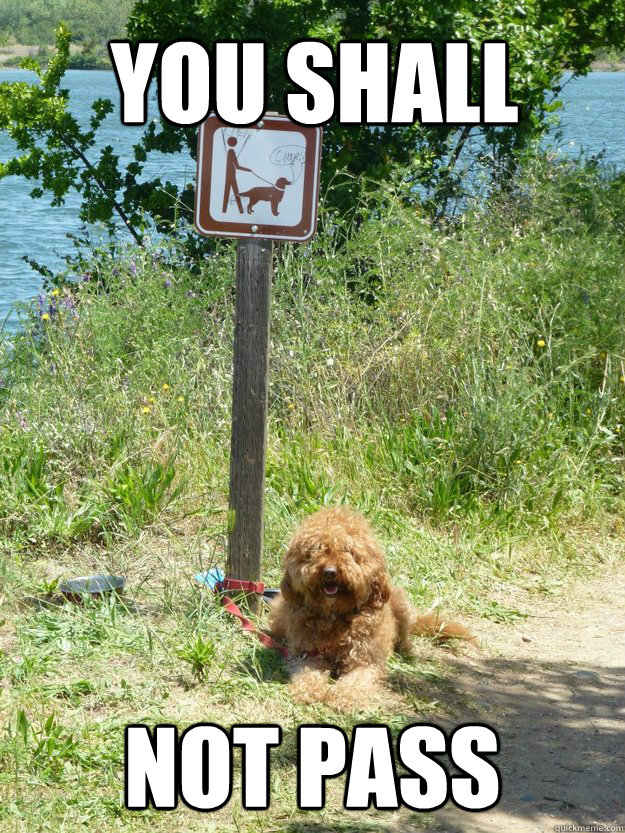 You shall Not pass  You Shall Not Pass Dog