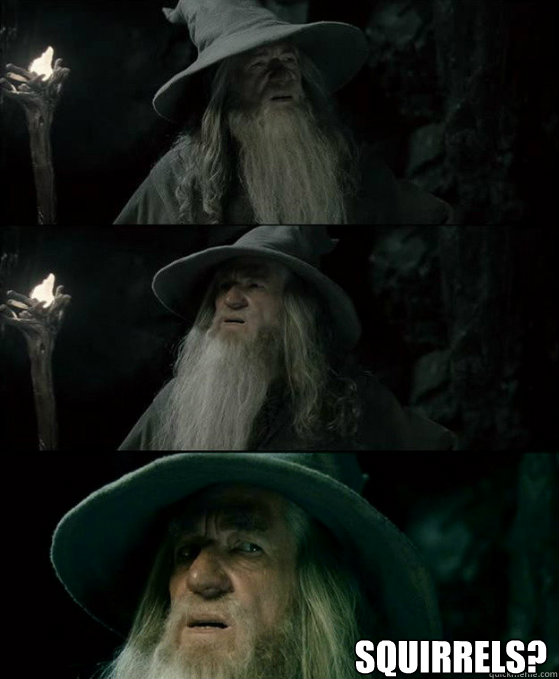  Squirrels?  Confused Gandalf