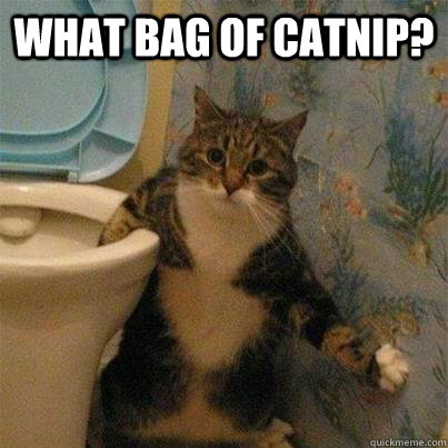 What bag of catnip?   Caught Red Handed Cat