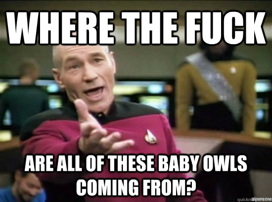 Where the fuck are all of these baby owls coming from?  Annoyed Picard HD