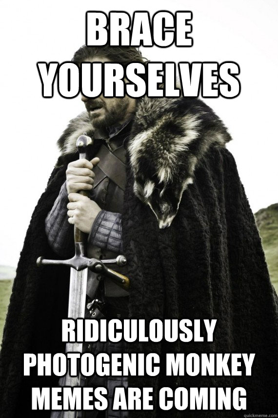 Brace yourselves ridiculously photogenic monkey memes are coming    Brace yourself