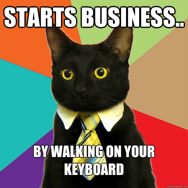Starts business.. by walking on your keyboard  Business Cat