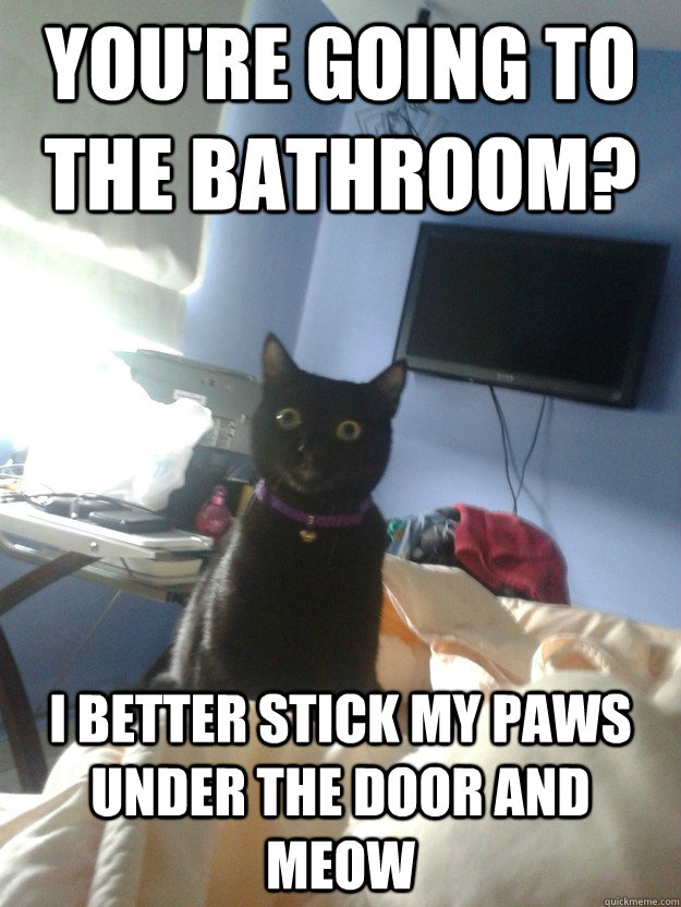 You're going to the bathroom? I better stick my paws under the door and meow - You're going to the bathroom? I better stick my paws under the door and meow  overly attached cat