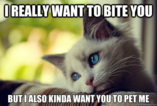 I really want to bite you but I also kinda want you to pet me - I really want to bite you but I also kinda want you to pet me  First World Problems Cat