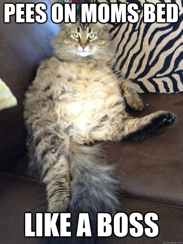 Pees on moms bed Like a boss  Scumbag Cat