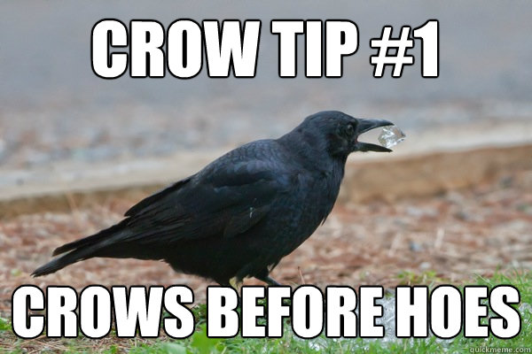 Crow tip #1 crows before hoes - Crow tip #1 crows before hoes  crowtip