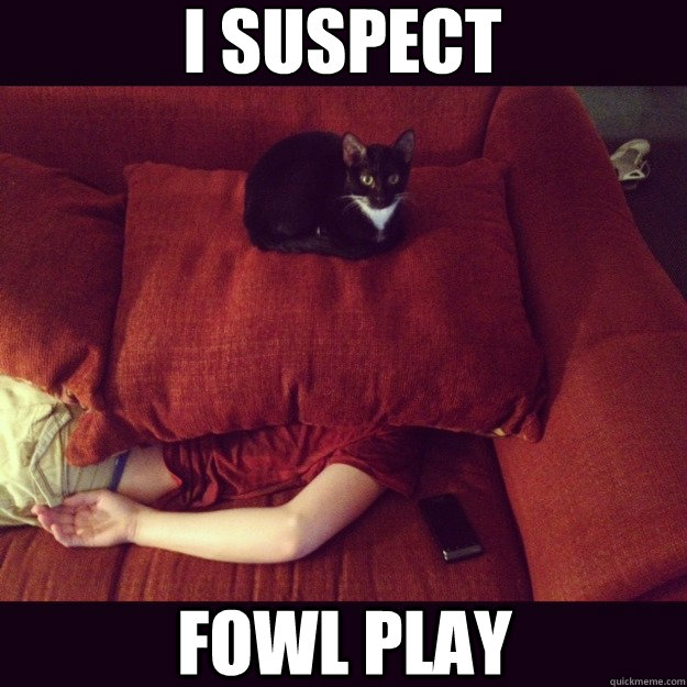 I suspect fowl play  jealous cat