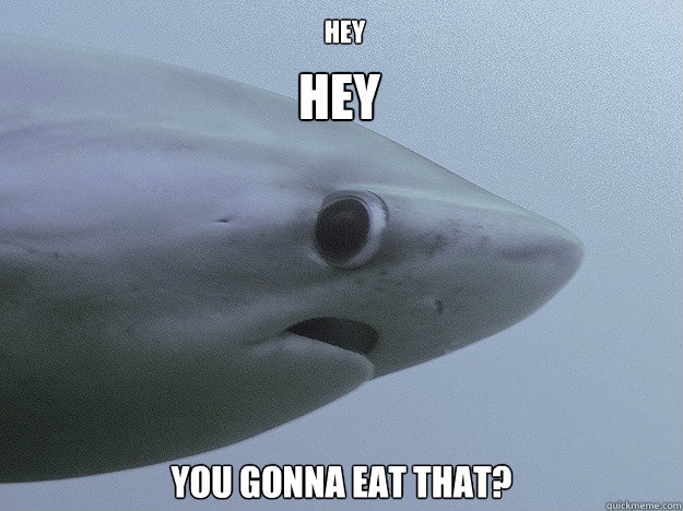 hey you gonna eat that?
 Hey  Shy Shark