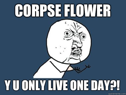 Corpse flower y u only live one day?!  Y U No