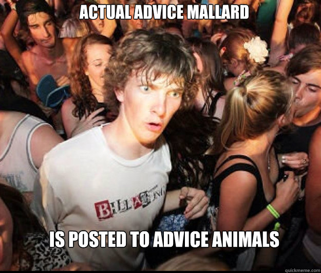 Actual Advice Mallard Is posted to Advice Animals  SUDDEN REALISATION
