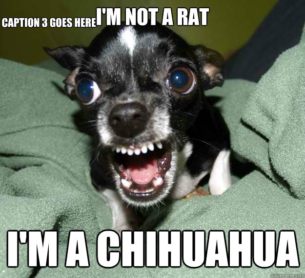 I'm not a rat I'm a Chihuahua Caption 3 goes here  Chihuahua Logic