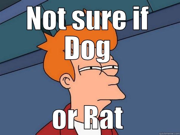 NOT SURE IF DOG OR RAT Futurama Fry