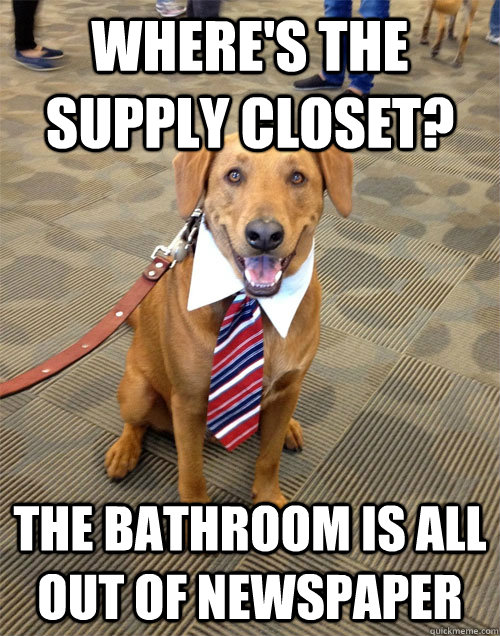 Where's the supply closet? The bathroom is all out of newspaper - Where's the supply closet? The bathroom is all out of newspaper  Entry Level Dog