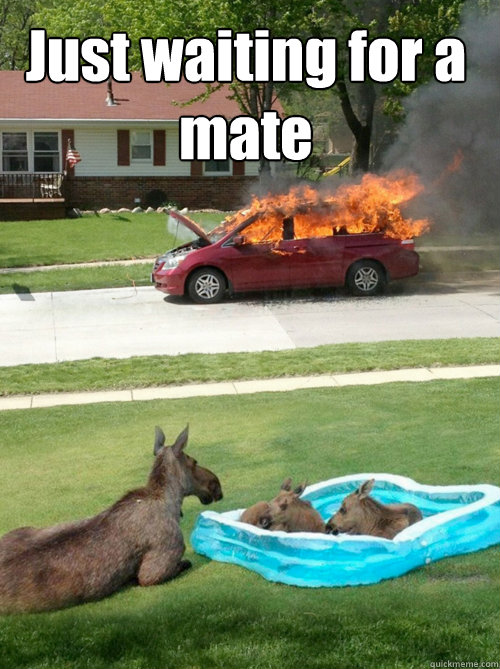 Just waiting for a mate   