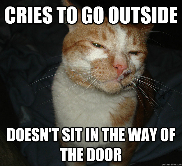 Cries to go outside doesn't sit in the way of the door  Cool Cat Craig