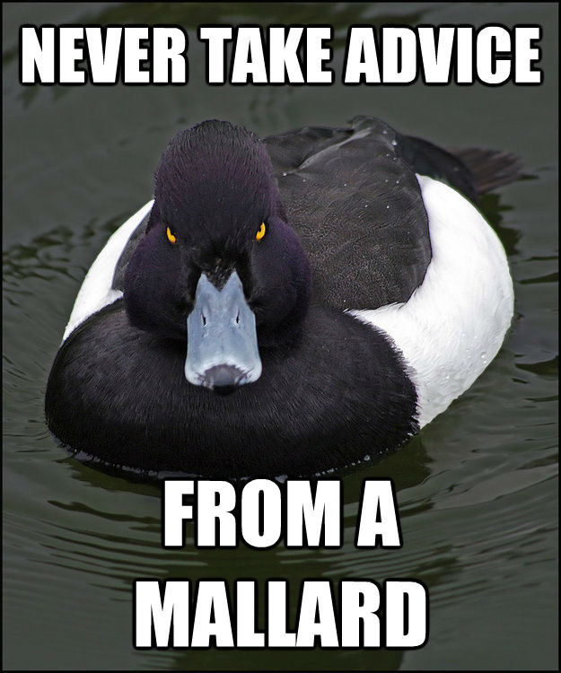 NEVER TAKE ADVICE FROM A MALLARD  Angry Advice Duck